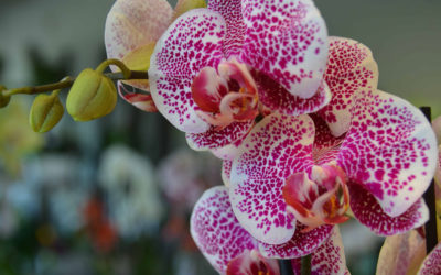 Quels soins apporter pour ses orchidées