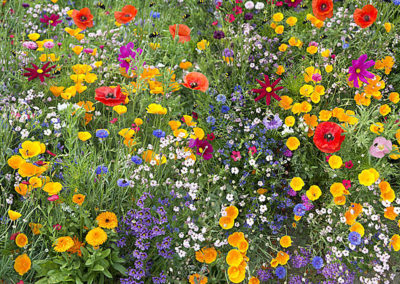 fleurs champêtres